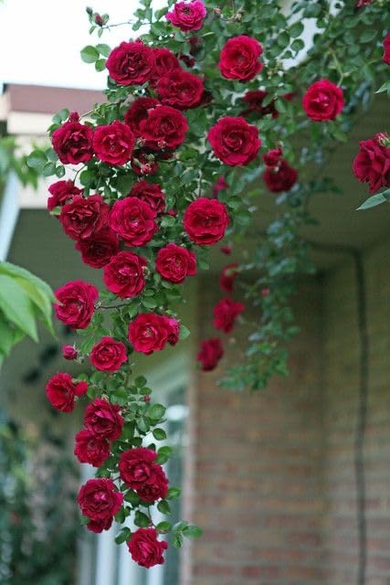 Elegant Climbing Rose Flower Seeds- 9 Rare and Breathtaking Colors Seeds(IMPORTED)