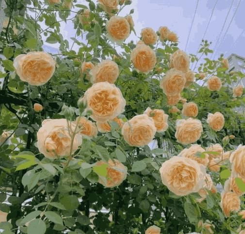 Elegant Climbing Rose Flower Seeds- 9 Rare and Breathtaking Colors Seeds(IMPORTED)