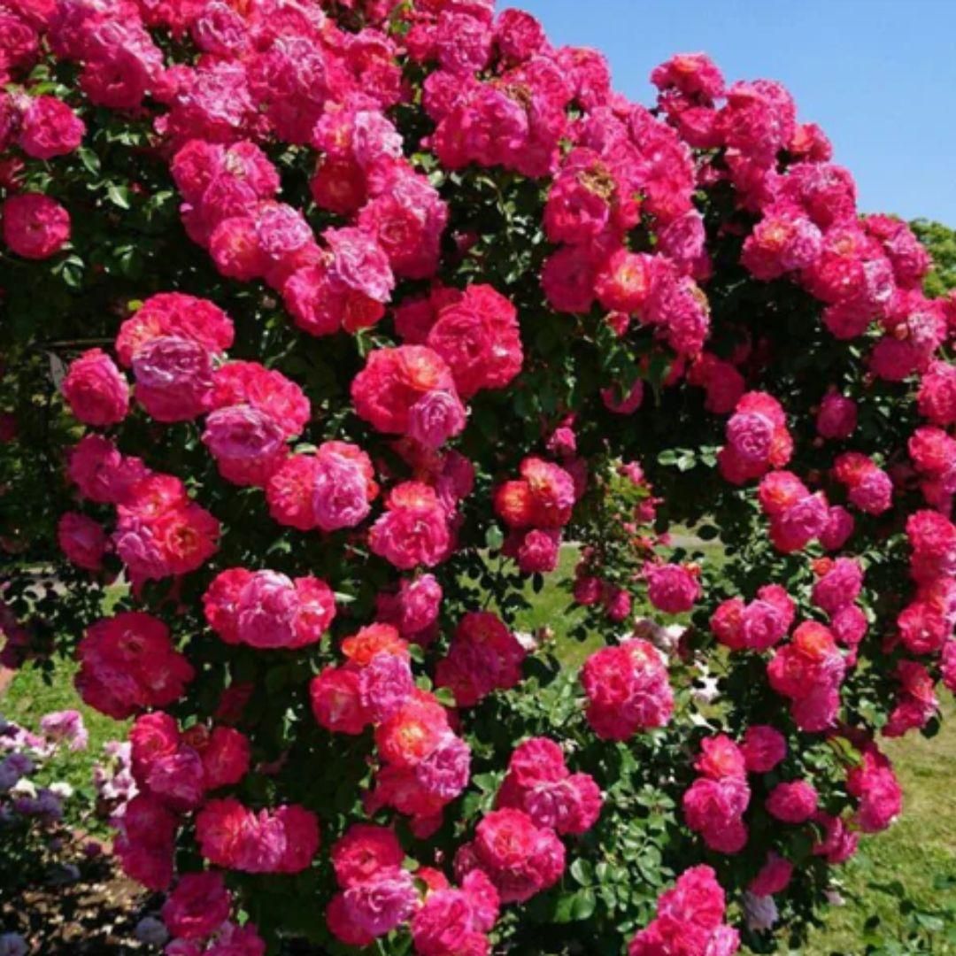Elegant Climbing Rose Flower Seeds- 9 Rare and Breathtaking Colors Seeds(IMPORTED)