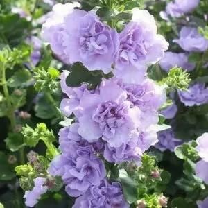 Hollyhock™ Imported Hollyhock Flower Seeds (100gm pack)