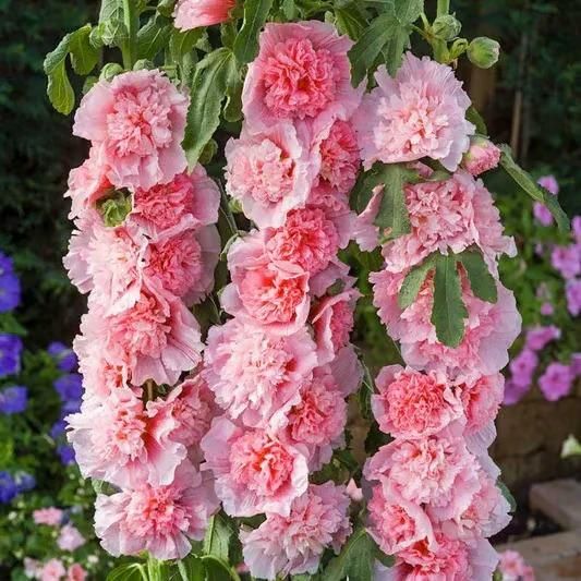 Hollyhock™ Imported Hollyhock Flower Seeds (100gm pack)