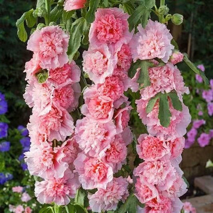 Hollyhock™ Imported Hollyhock Flower Seeds (100gm pack)