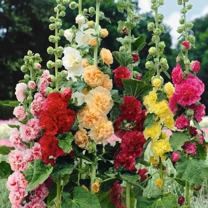 Hollyhock™ Imported Hollyhock Flower Seeds (100gm pack)