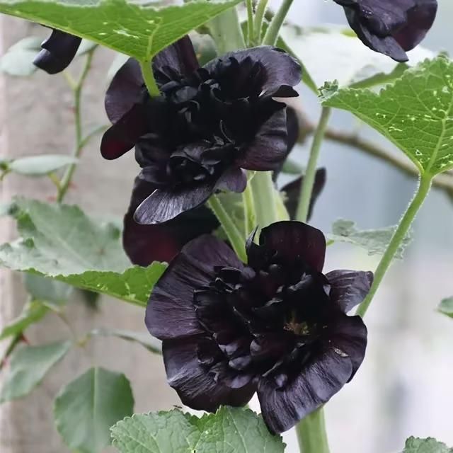 Hollyhock™ Imported Hollyhock Flower Seeds (100gm pack)