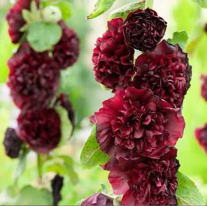 Hollyhock™ Imported Hollyhock Flower Seeds (100gm pack)