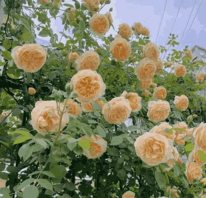 Elegant Climbing Rose Flower Seeds- 9 Rare and Breathtaking Colors Seeds(IMPORTED)