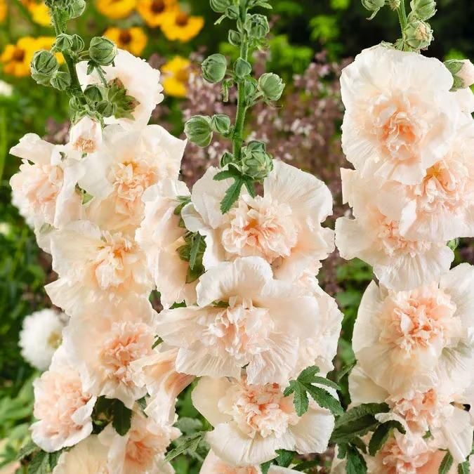 Hollyhock™ Imported Hollyhock Flower Seeds (100gm pack)