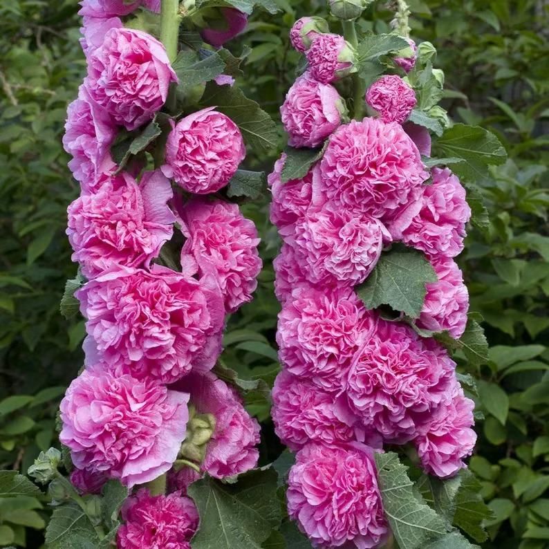 Hollyhock™ Imported Hollyhock Flower Seeds (100gm pack)